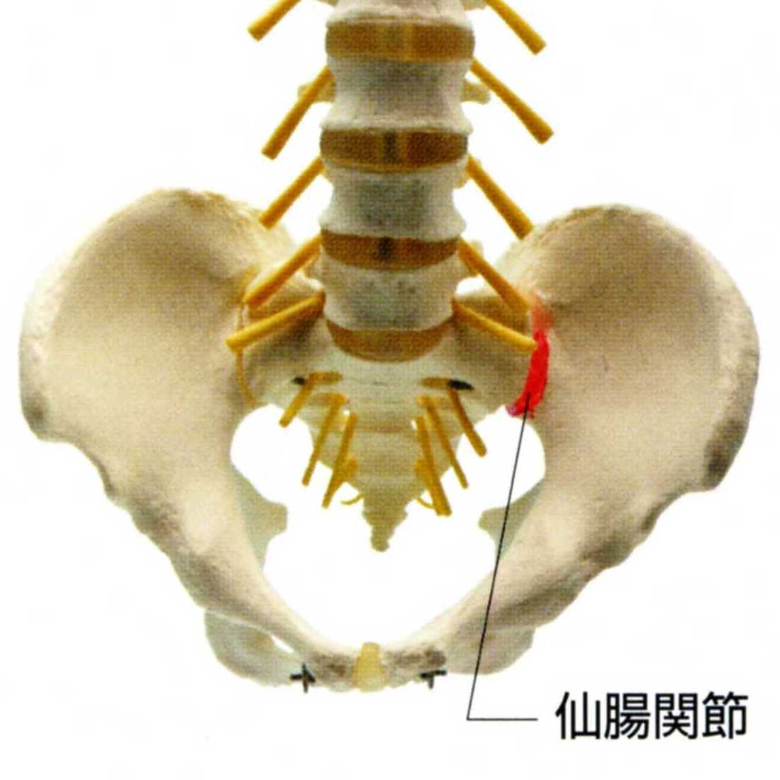 骨盤を正面に見た、仙腸関節の図