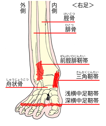 右脚の図