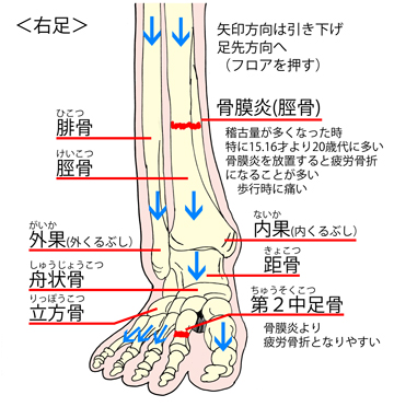 右足の図