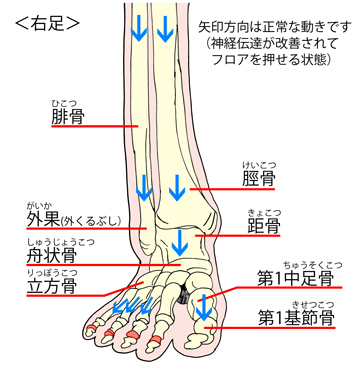 右脚の図