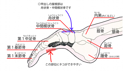 右足の図